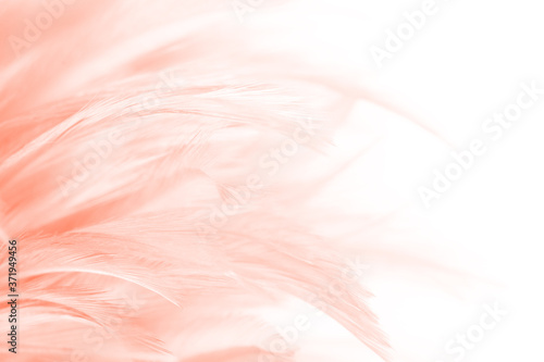 no people  photography  textured  horizontal  softness  colours  eagle  soft  colourful  ornament  pet  owl  elegant  fancy  fly  purity  smooth  tranquility  up  desktop  down  graphic  indoors  luxu