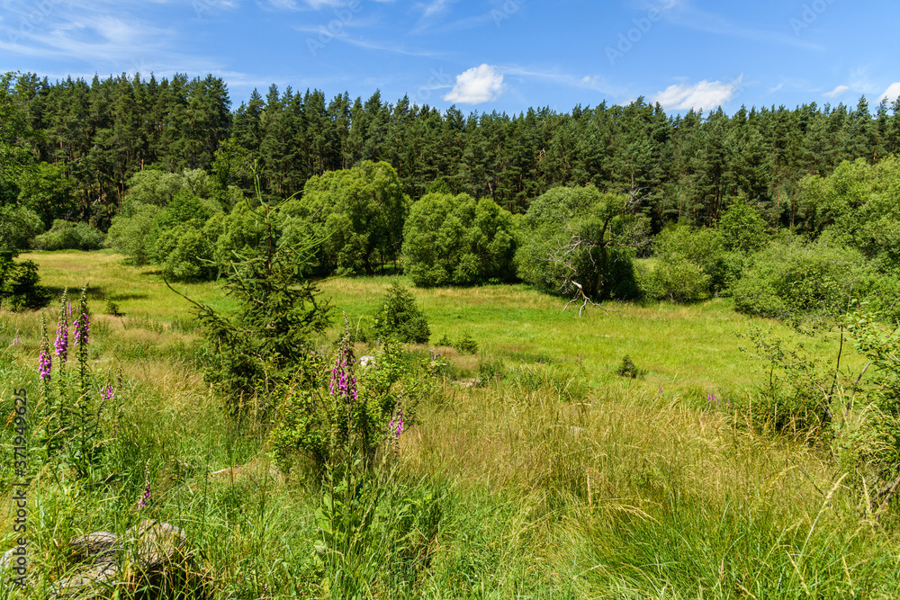 small meadow between forests, blue sky with white clouds