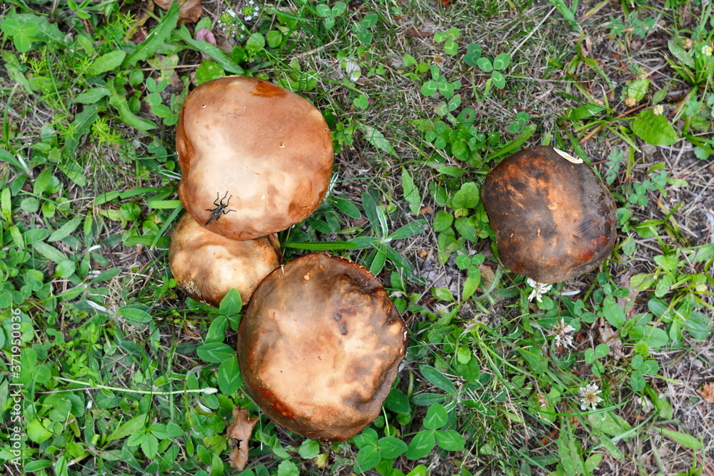 Natural food. Boletus mushroom in spring forest. Natural food. Boletus mushroom in spring forest.