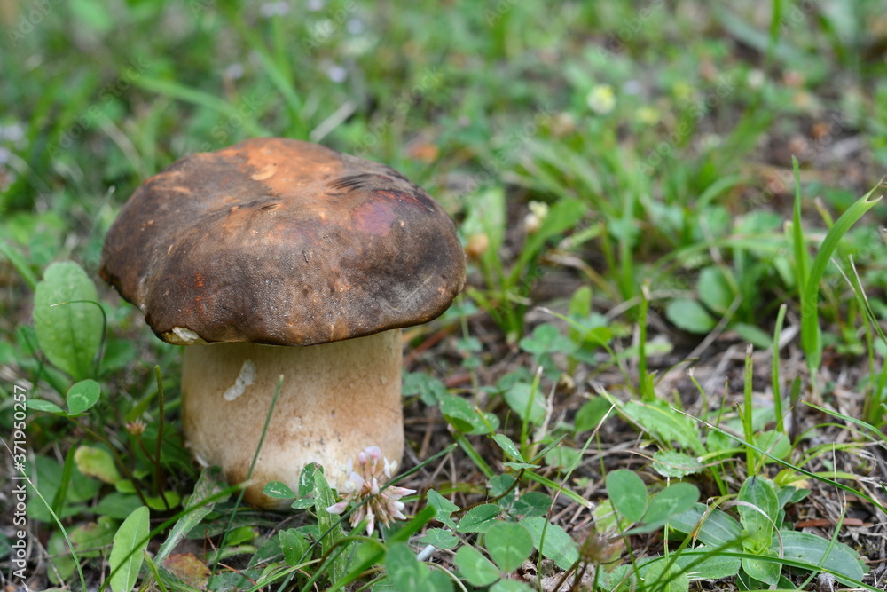 Natural food. Boletus mushroom in spring forest. Natural food. Boletus mushroom in spring forest.