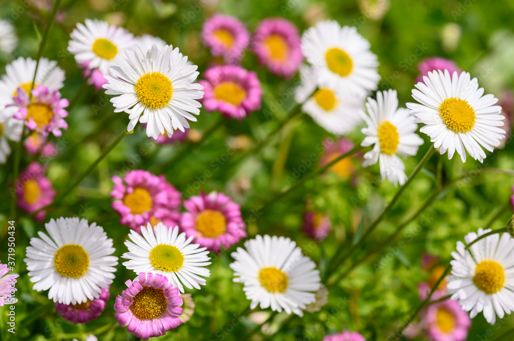 Fleurq