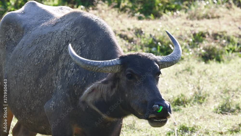 Close up portrait of an asian buffalo grazing on rice terraces eating grass and roots. Close up portrait of an asian buffalo grazing on rice terraces eating grass and roots.