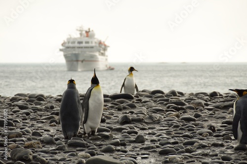 King Penguins on Salisbury Plain  South Georgia 