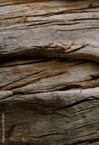 Driftwood/aged wood. Driftwood texture, piece of driftwood top view. Driftwood stick closeup, wood texture for aquarium.