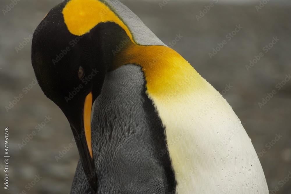 Naklejka premium King Penguin on Salisbury Plain (South Georgia)