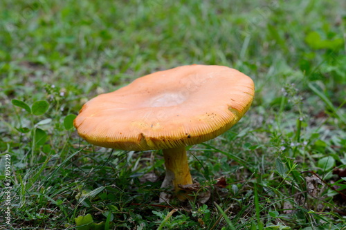 Close up of Amanita Caesarea Mushrooms, also known as Caesars Mushroom. In France known as Roi de Champignons Mushroom background. 