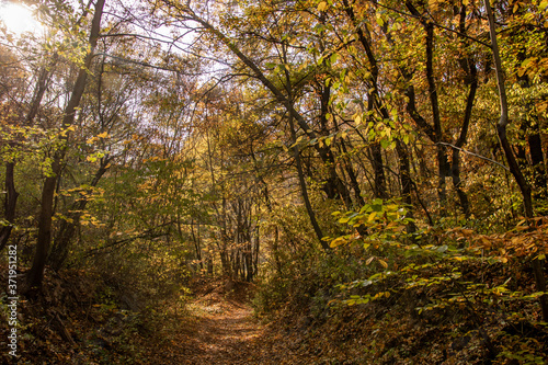 Tourist path in a Hungarian forest during fall, leaves on the ground, yellow colors