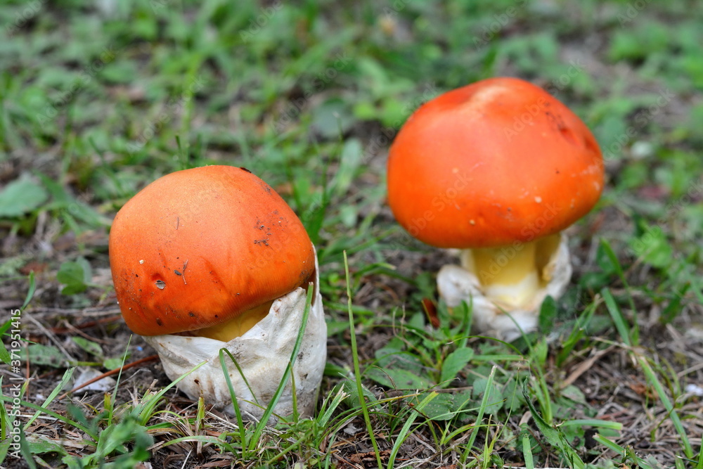 Close up of Amanita Caesarea Mushrooms, also known as Caesars Mushroom. In France known as Roi de Champignons Mushroom background. Close up of Amanita Caesarea Mushrooms, also known as Caesars Mushroom. In France known as Roi de Champignons Mushroom background.