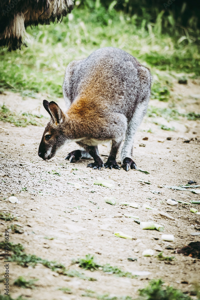 Naklejka premium Adorable wallaby de benett dans un parc animalier