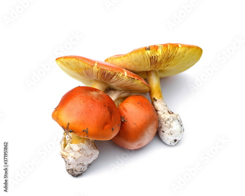 Konstfotografi Close up of Amanita Caesarea Mushrooms isolated on vhite background