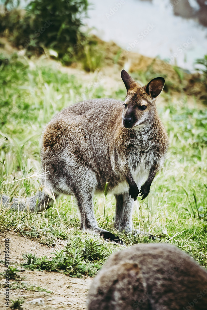 Adorable wallaby  de benett dans un parc animalier