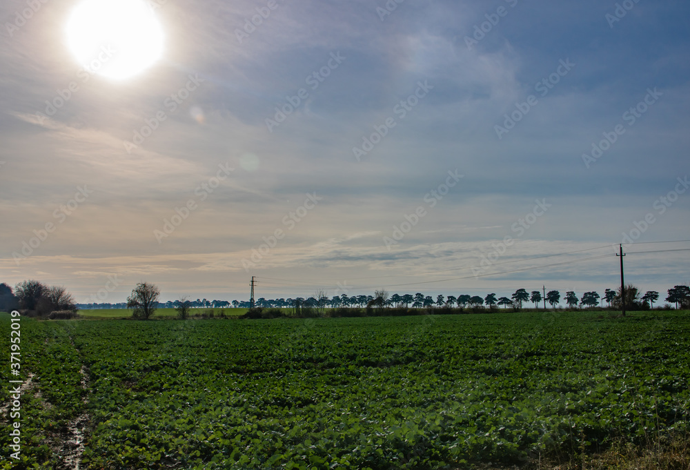 Fototapeta premium Agricultural field with an evergreen tree alley in the background called Fenyves allé in Keszthely, Hungary