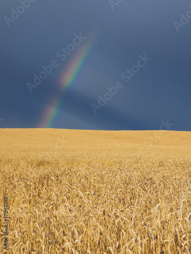 Field at sunset after rain. Wheat lit by the sun against the background of a dark stormy sky and rainbow.