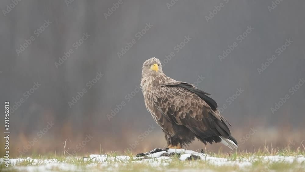 White tailed eagle ( Haliaeetus albicilla ) White tailed eagle ( Haliaeetus albicilla )