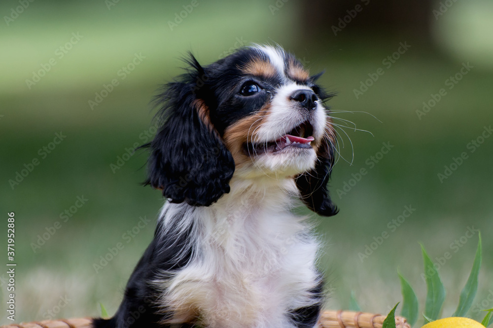 Cute puppy purebred Cavalier King Charles Spaniel