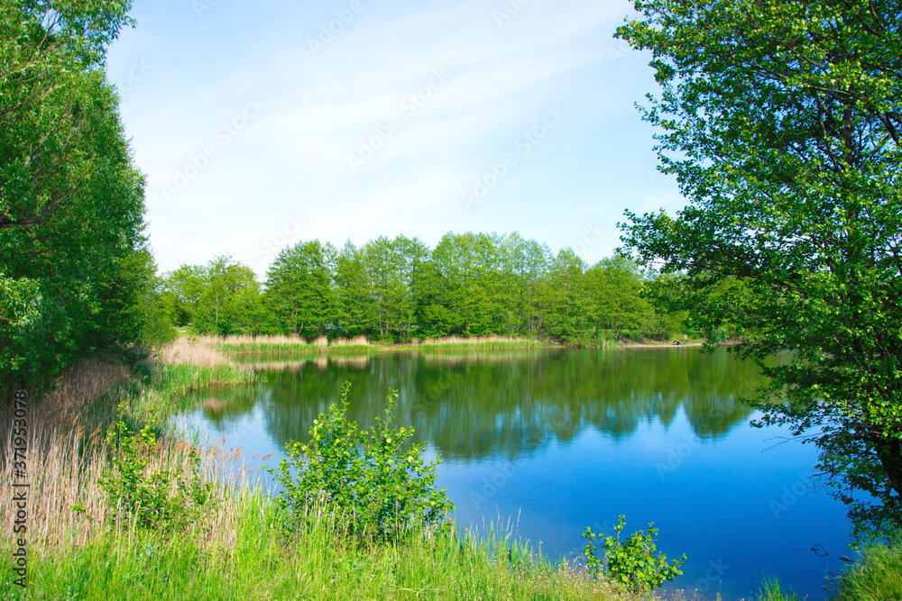 Fototapeta premium View of a small lake against the background of blue sky and green trees around the lake, summer, wallpaper, postcard, copy space