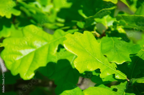 Juicy, green, young oak leaves in sunny weather, desktop wallpaper, screensaver on the screen