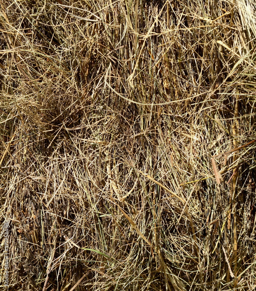 Hay texture. Hay bales are stacked in large stacks. Harvesting in agriculture. Hay texture. Hay bales are stacked in large stacks. Harvesting in agriculture.