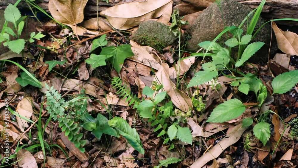 Plants on ground in Semuc Champey, time lapse Plants on ground in Semuc Champey, time lapse