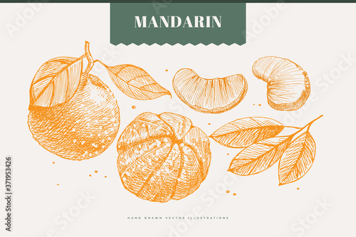 Hand-drawn mandarin. Dessert citrus fruit, lobule, and whole. Organic food concept. It can be used as an element of the design of markets, menus, and packaging. Vintage botanical illustration.