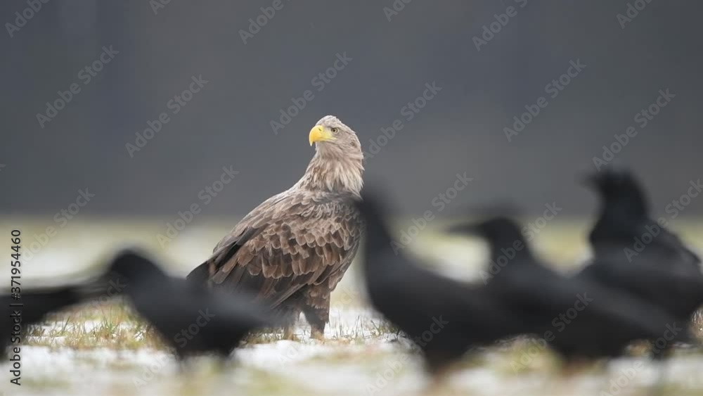 White tailed eagle ( Haliaeetus albicilla ) White tailed eagle ( Haliaeetus albicilla )