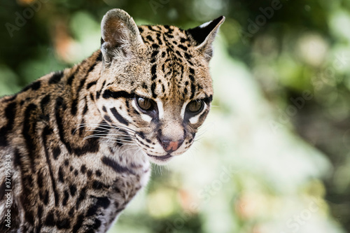 Portrait d'un ocelot - Félin d'amérique - Leopardus pardalis 