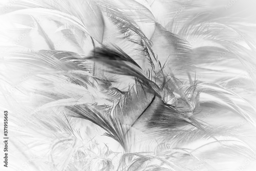 Obraz premium Beautiful dark black feather pattern texture background