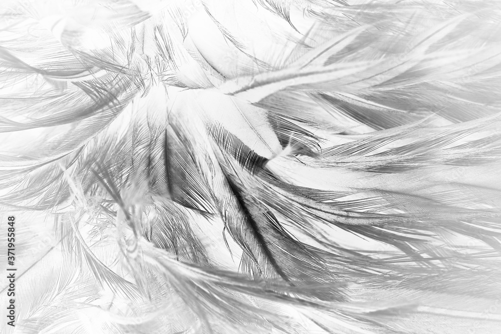 Obraz premium Beautiful dark black feather pattern texture background