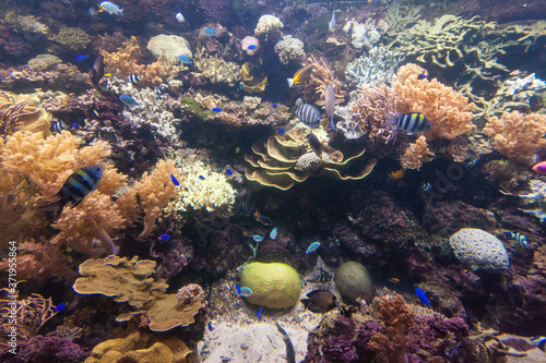 Reef tank on Singapore Zoo Aquarium.