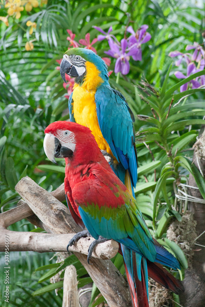 Colorful Parrot On Jurong Singapore Birdpark.