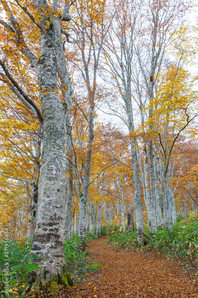 Fototapeta premium 紅葉のブナの森