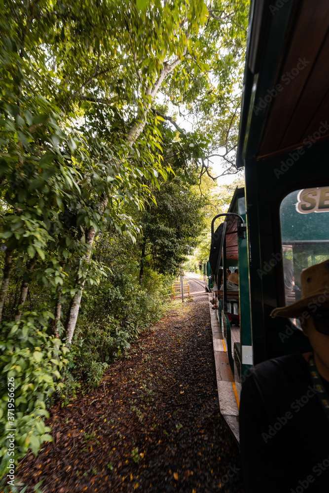 Train in the forest