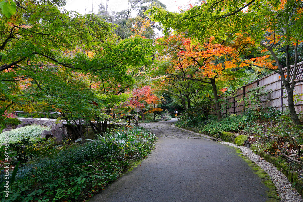 Naklejka premium 名古屋徳川園の紅葉風景