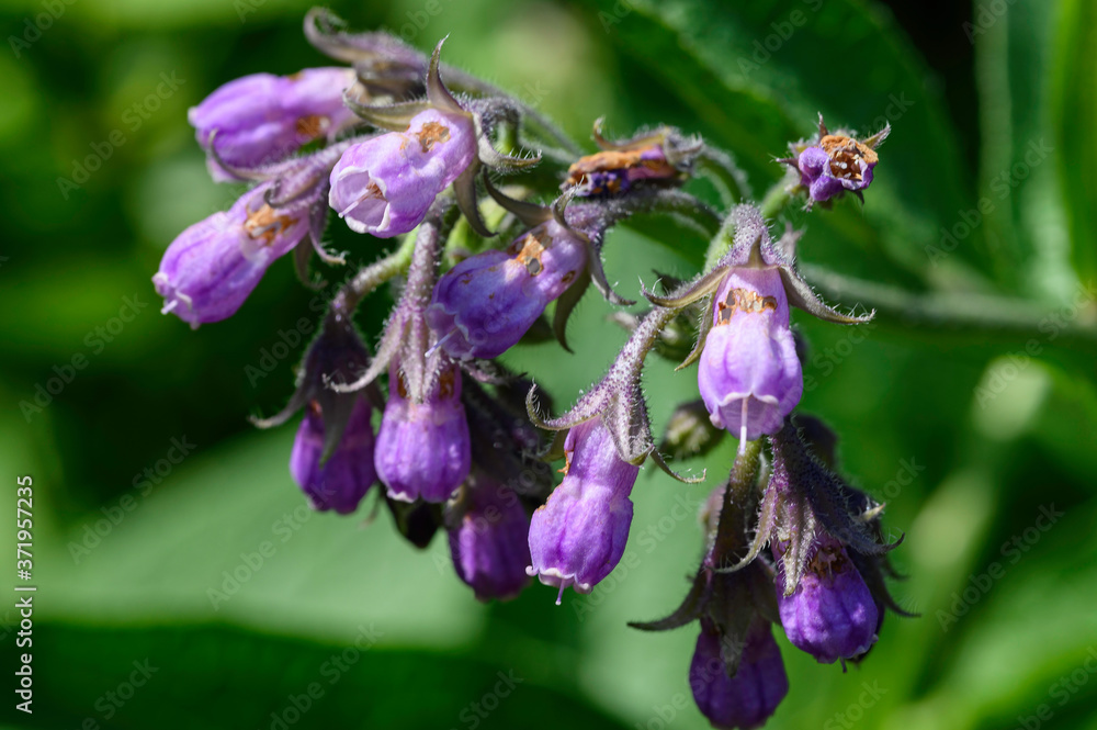 Fleur de consoude