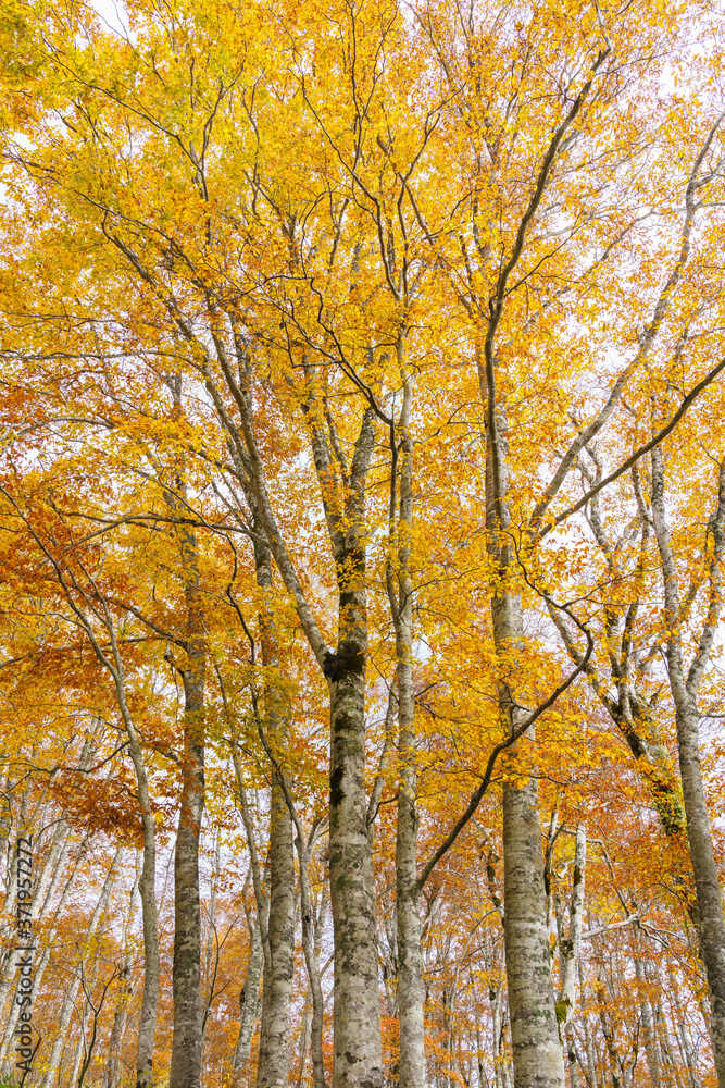 Fototapeta premium 紅葉のブナの森