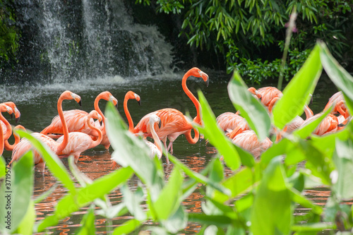 Flamingoes Flock On Jurong Singapore Birdpark. photo