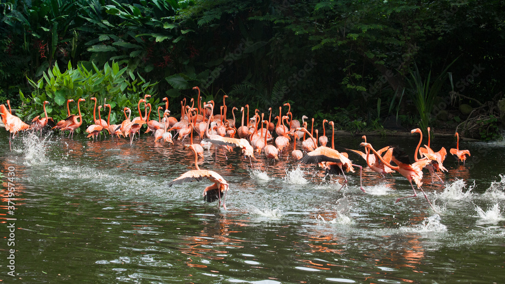 Naklejka premium Flamingoes Flock On Jurong Singapore Birdpark.