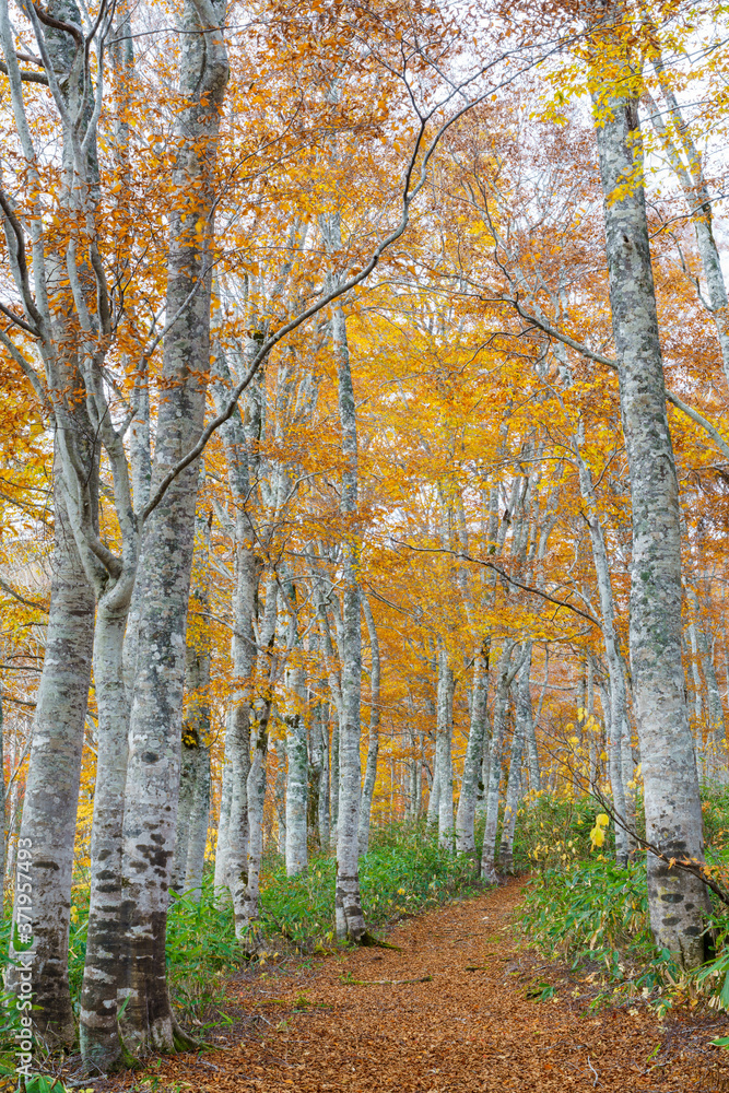 Fototapeta premium 紅葉のブナの森