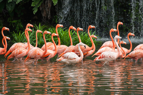 Flamingoes Flock On Jurong Singapore Birdpark.