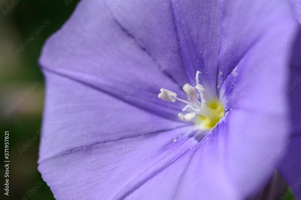 Fleur de liseron