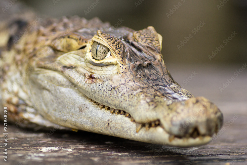 Fototapeta premium 30 May 2013, Bali, Indonesia: Alligator Close Up.