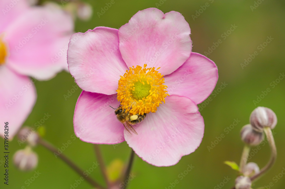 Close up of a single pink Japanese Anemone flower with a honey bee collecting pollen Close up of a single pink Japanese Anemone flower with a honey bee collecting pollen