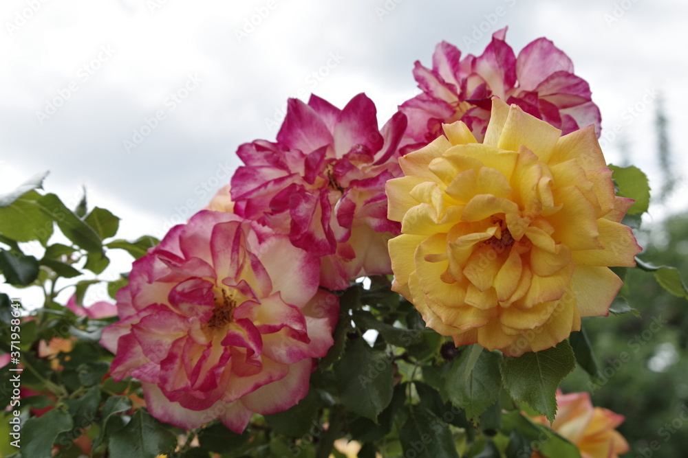 Blühende rotgelbe und gelbe Rosen