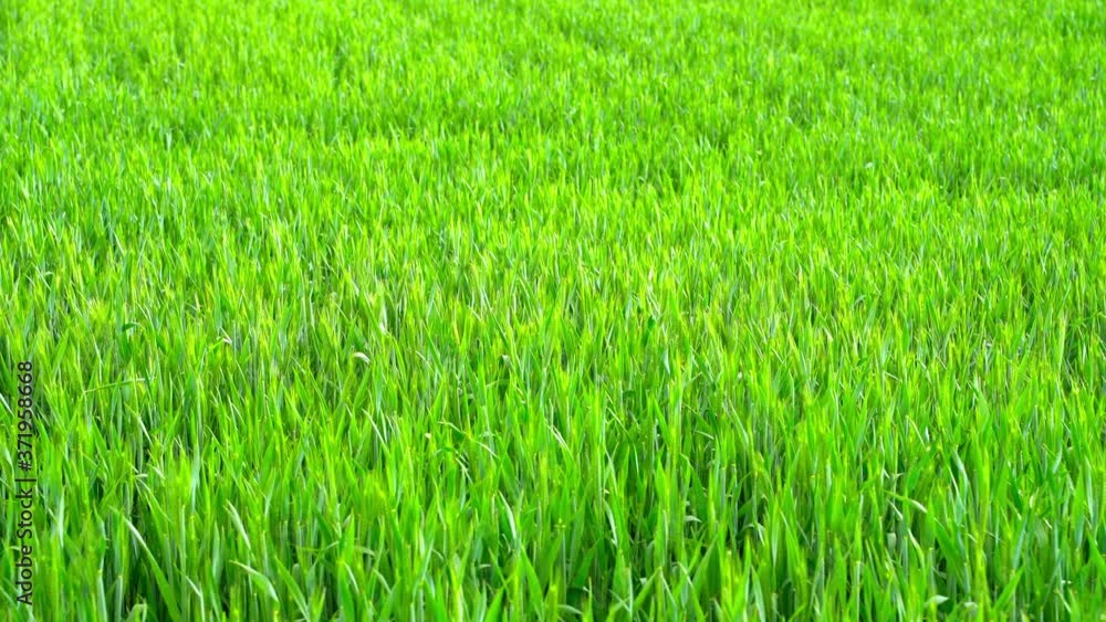 A green field waving in the wind. A green field waving in the wind.