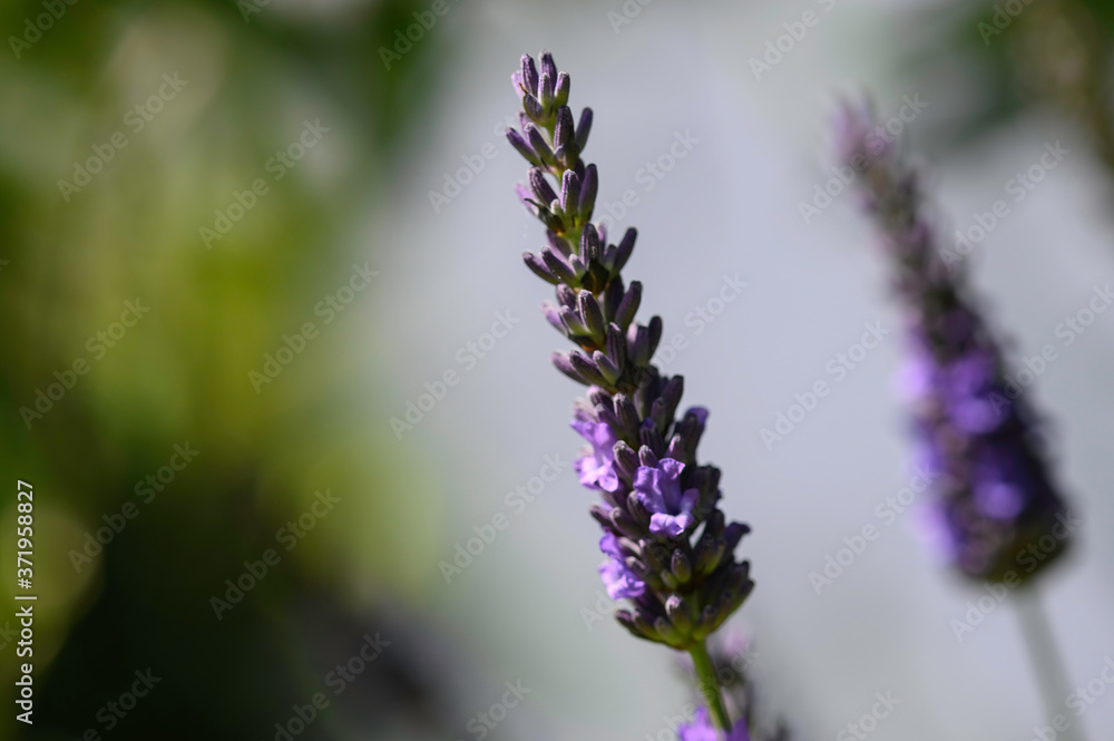 Fototapeta premium Fleur de lavande