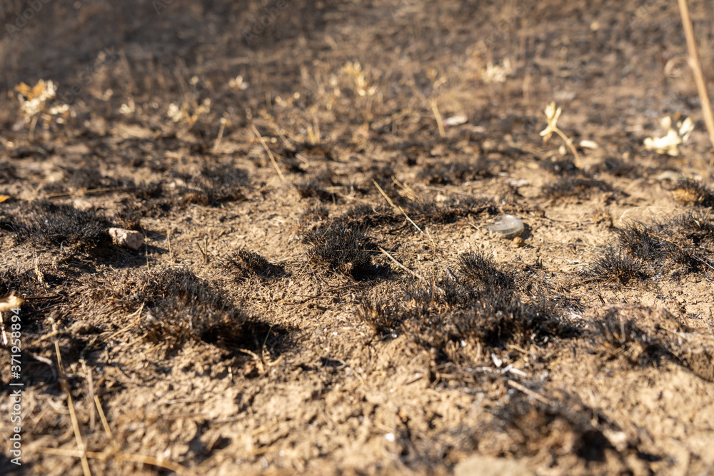 field with burnt grass and ashes after wildfire, damage ecology, forest fires field with burnt grass and ashes after wildfire, damage ecology, forest fires