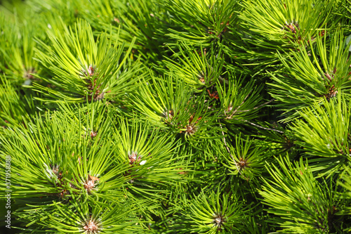 Close up of bright green pine needles of a fir tree
