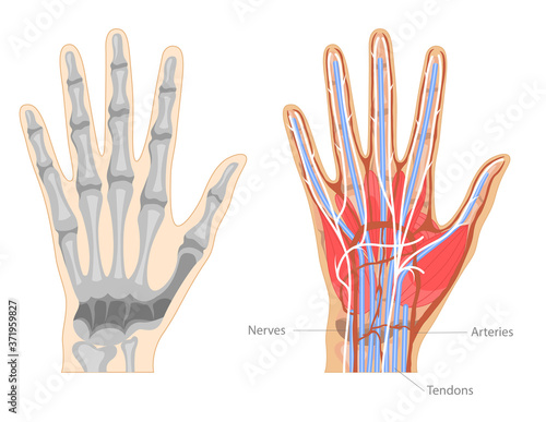 Cartoon Color Hand Anatomy Concept Banner Poster Card. Vector