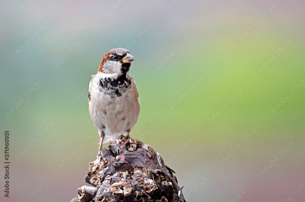 Spatz