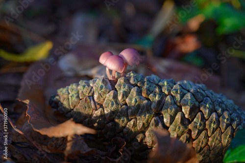 Obraz na płótnie Champignons poussant sur une pomme de pin. w salonie